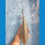 Soragoi Ginrin Female 34cm