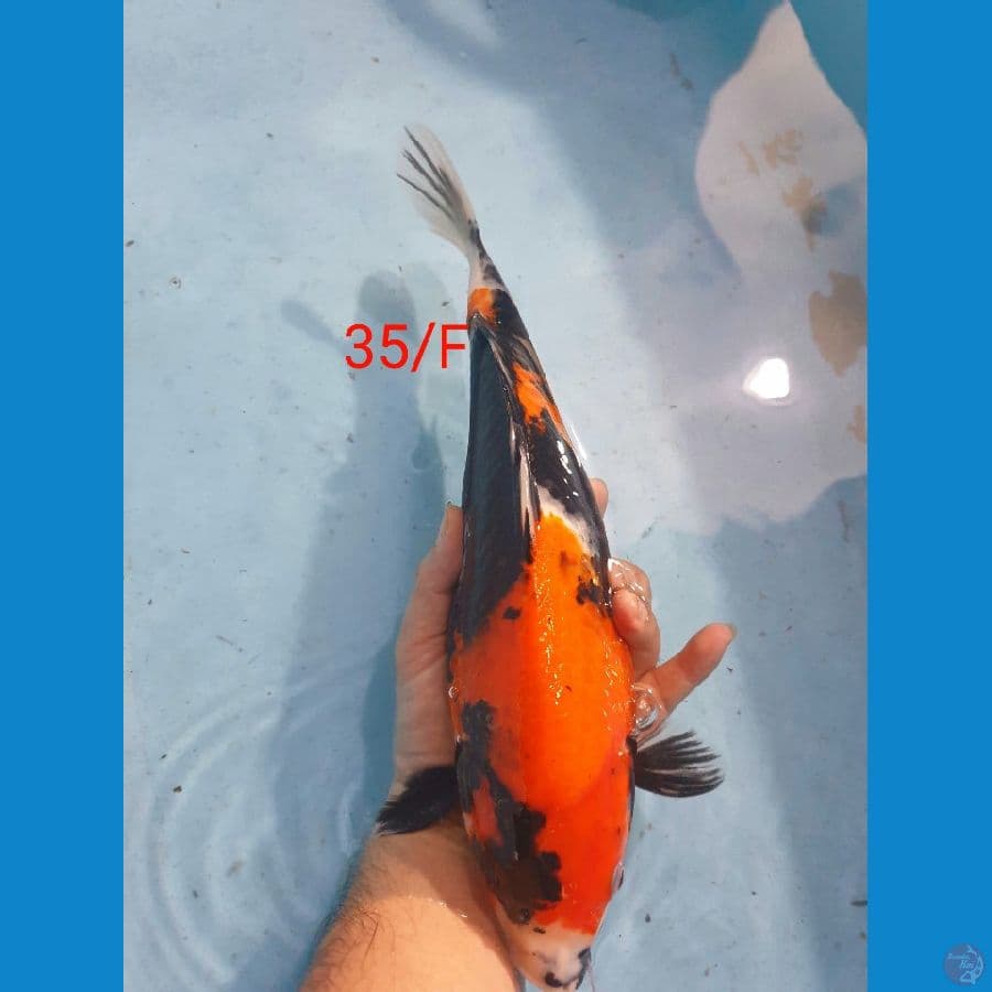 Showa Punuk 35cm