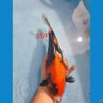Showa Punuk 35cm