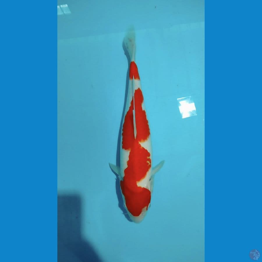 ????Kohaku 34cm????