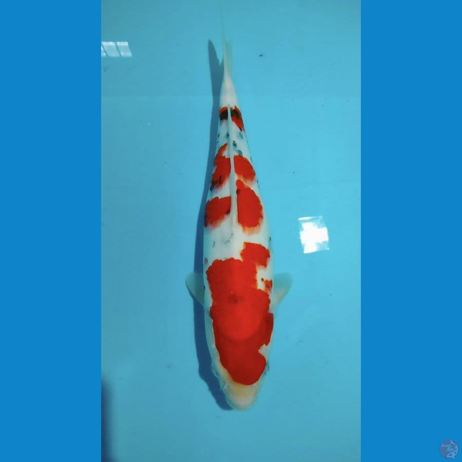 Sanke 36cm