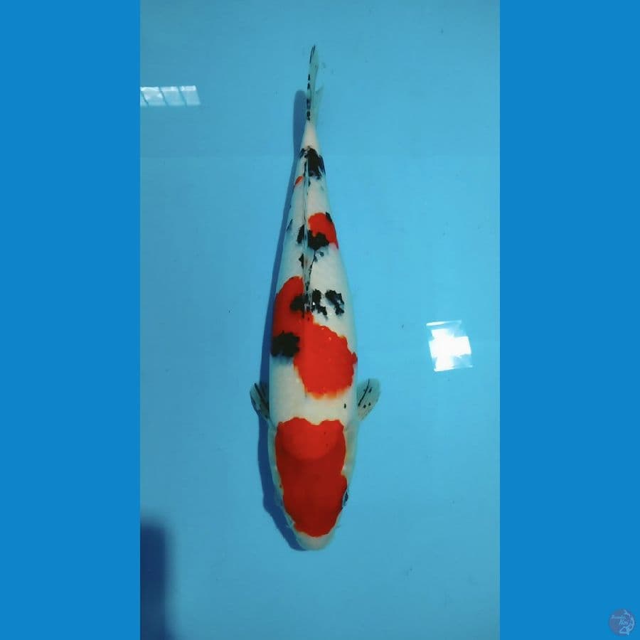 Sanke 35cm