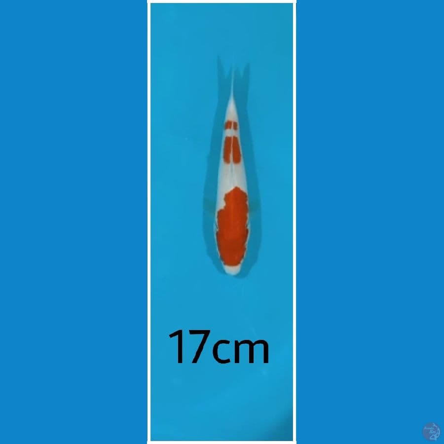KOHAKU 17CM