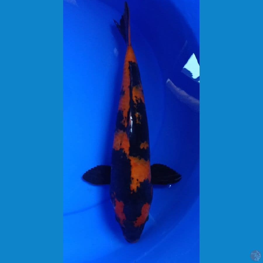 HI UTSURI 30cm Male