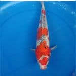 goshiki goodpatern 35bu 