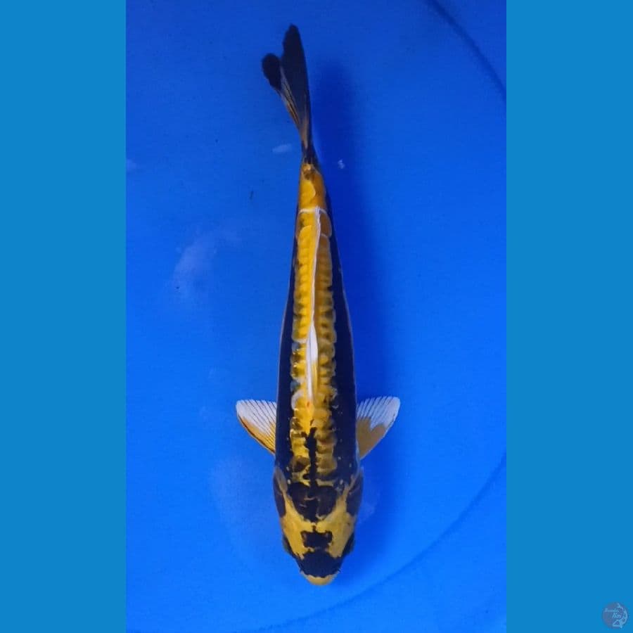 KABUTO 27cm doitsu