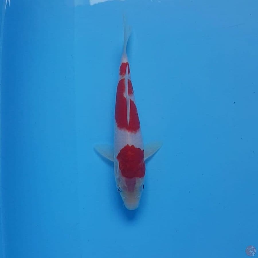 KOHAKU Step 3