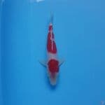 KOHAKU Step 3