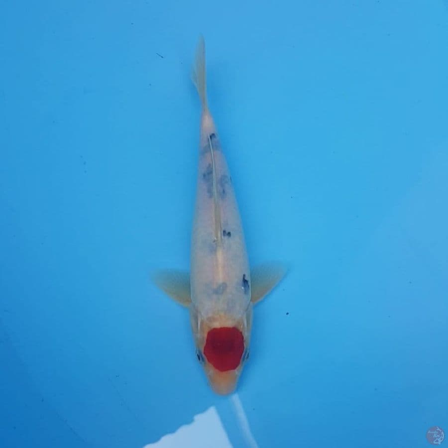 Tategoi 24cm