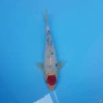Tategoi 24cm