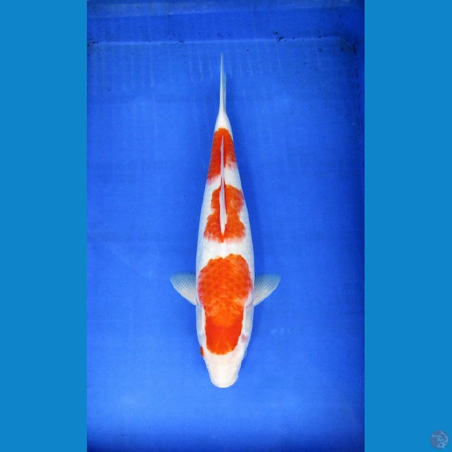 Kohaku 40cm
