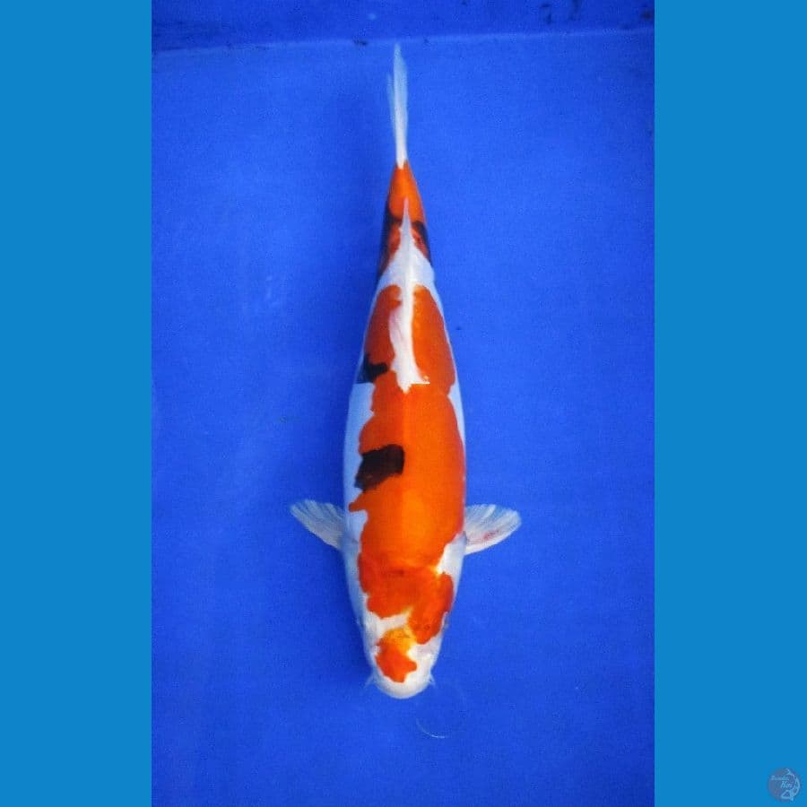 tategoi showa doitsu hikari ±36cm