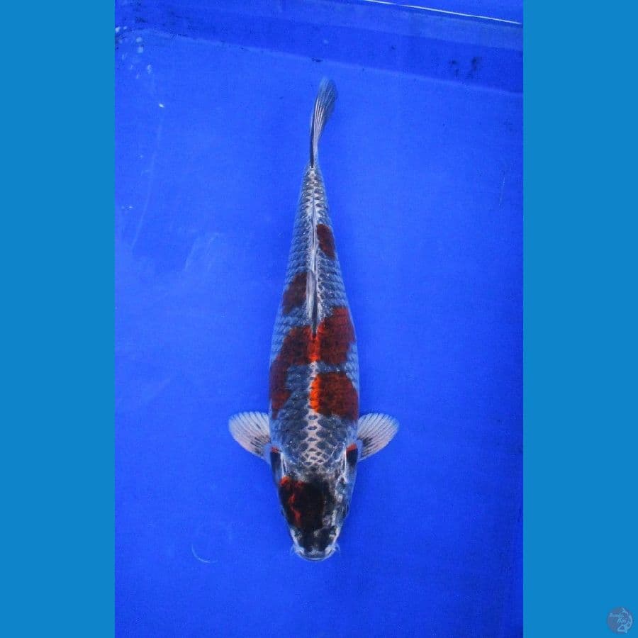 kujaku gingga merah ±35cm