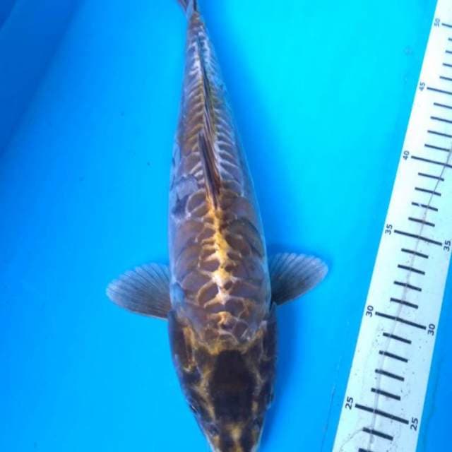 MUKASHI ARAGOKE