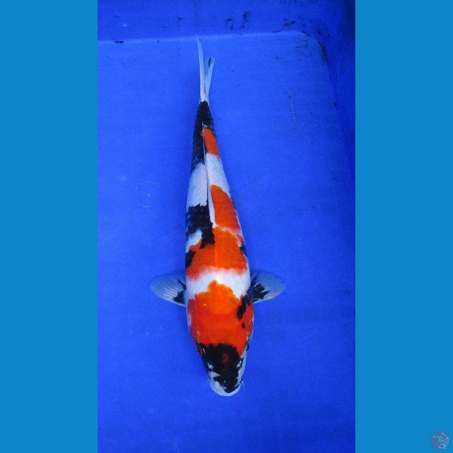 showa ±35cm