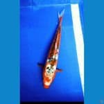 Hanashui~ 38cm Male 