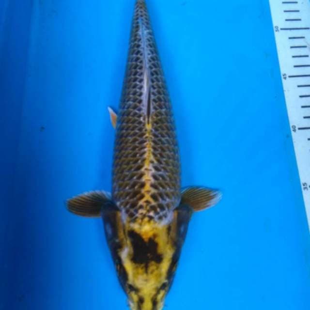 MUKASHi