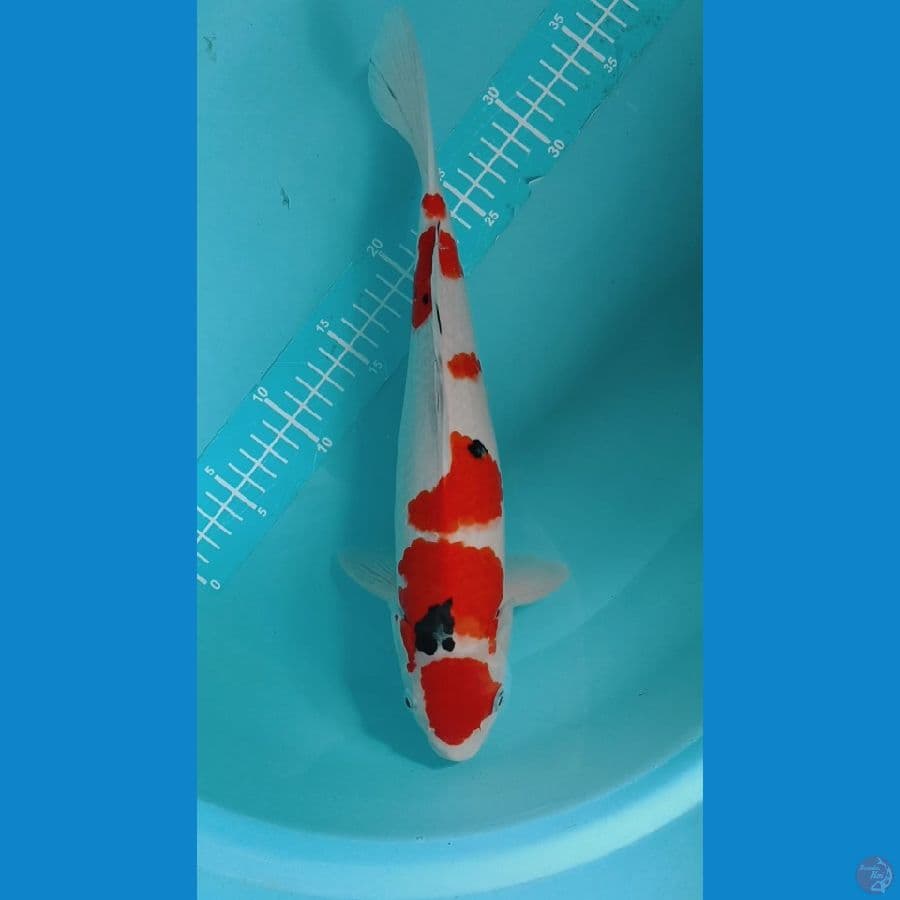SANKE 35CM