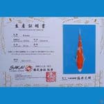 Kohaku Sakai 