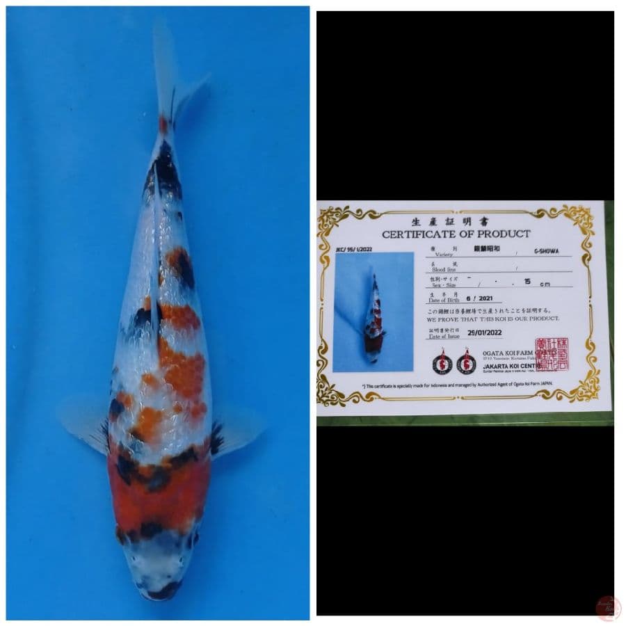 Ogata Showa Ginrin