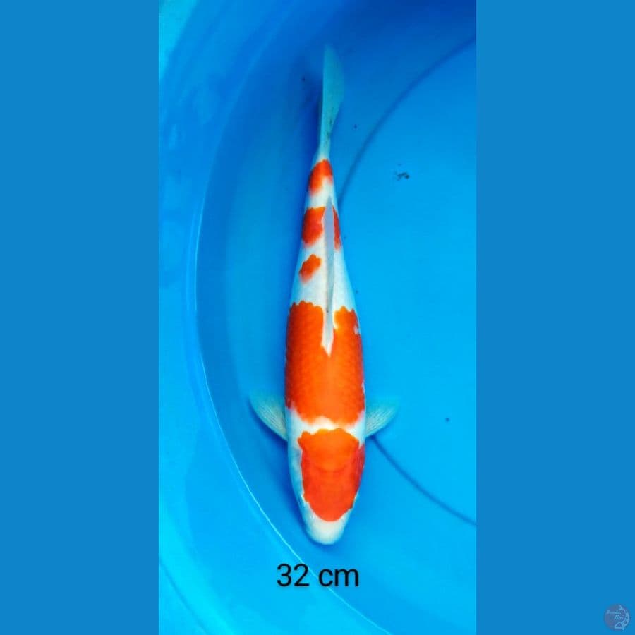 kohaku step 32 cm