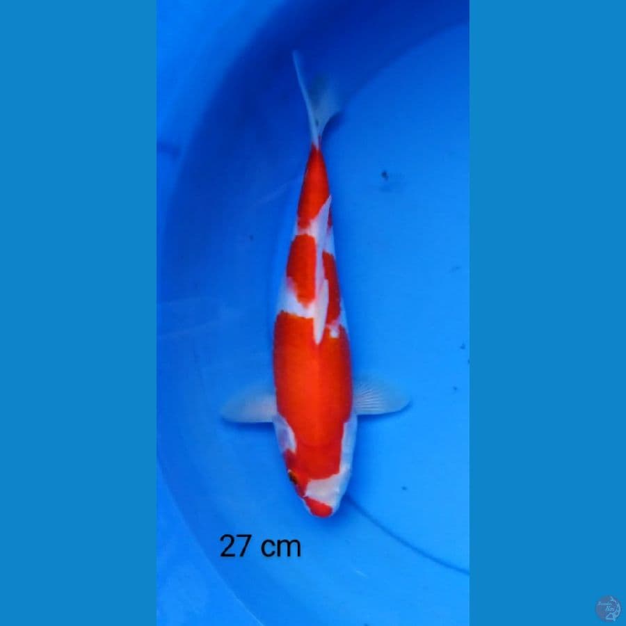 kohaku strong 27 cm