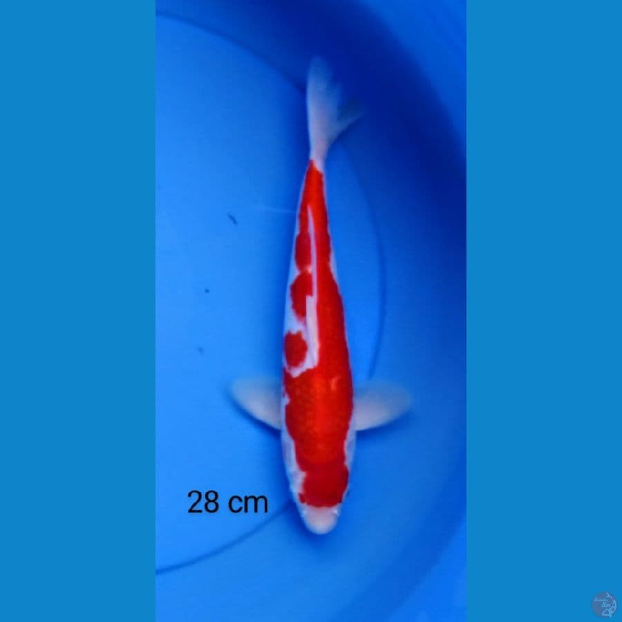inazuma kohaku 28 cm