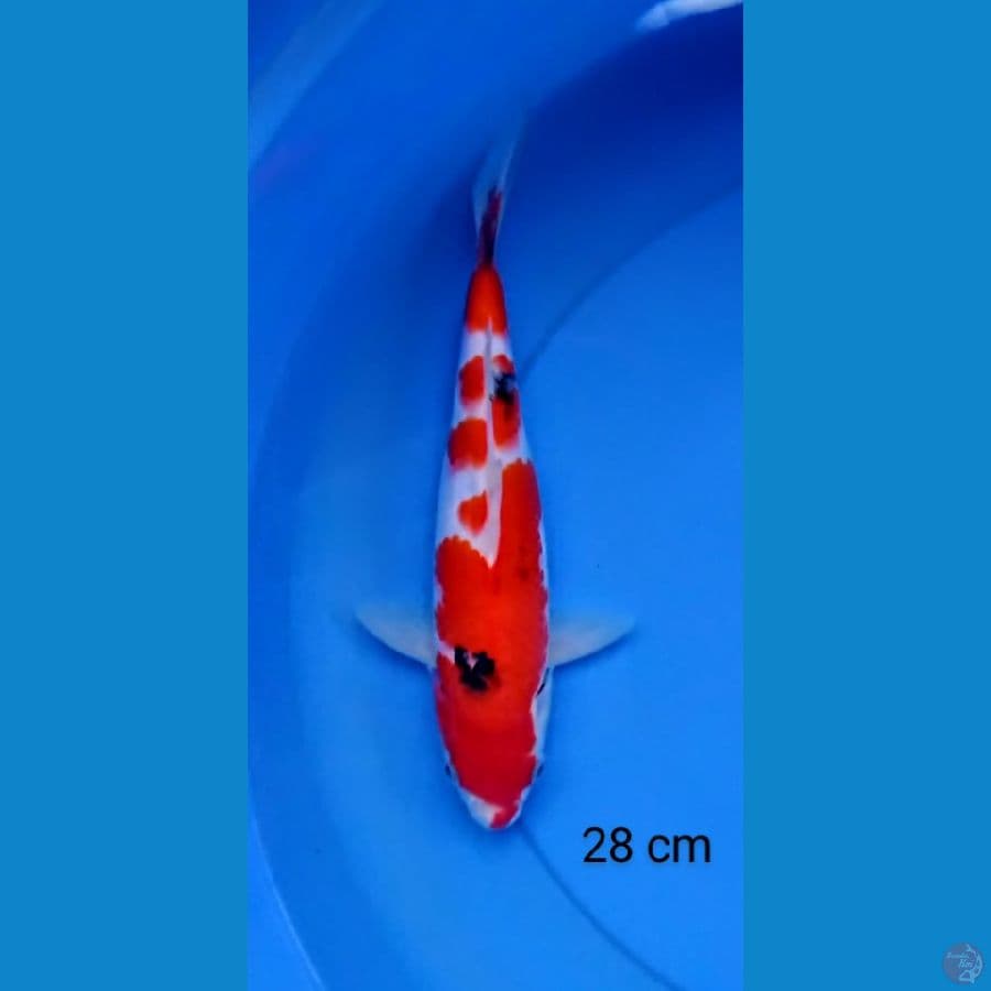 sanke strong 28 cm