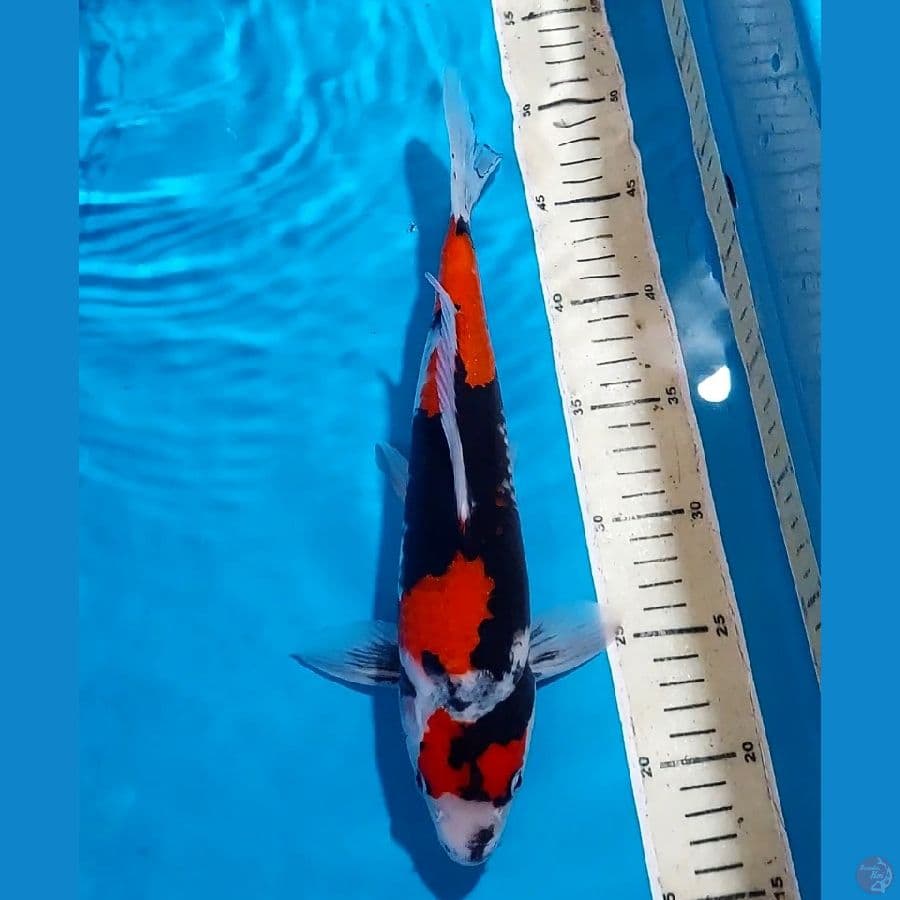 BLACK STRONG SHOWA 32 CM
