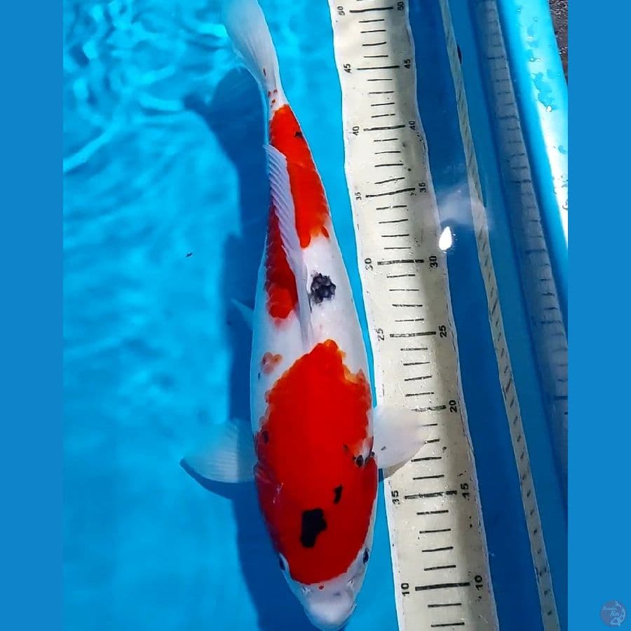 SHOWA BULKY 39 CM