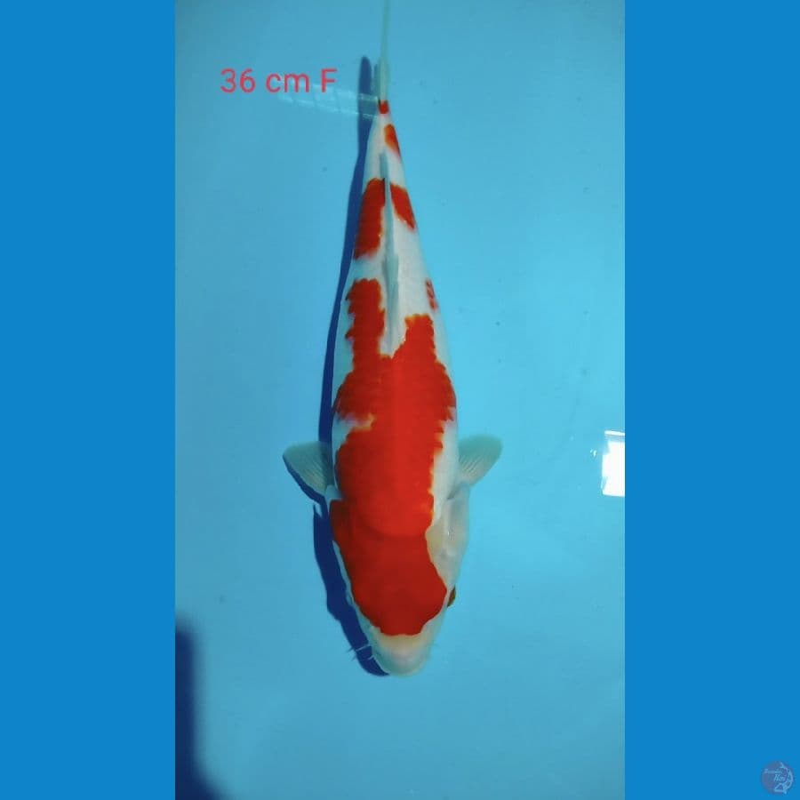 Kohaku 36cm