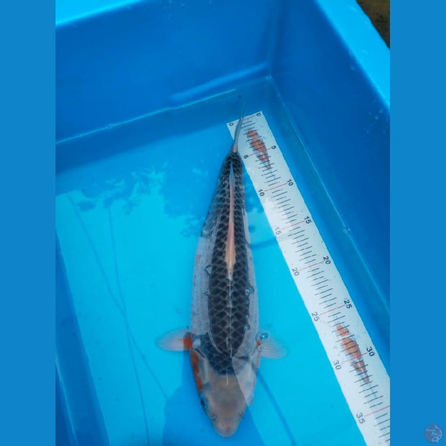 Asagi 34 cm jaring rapi