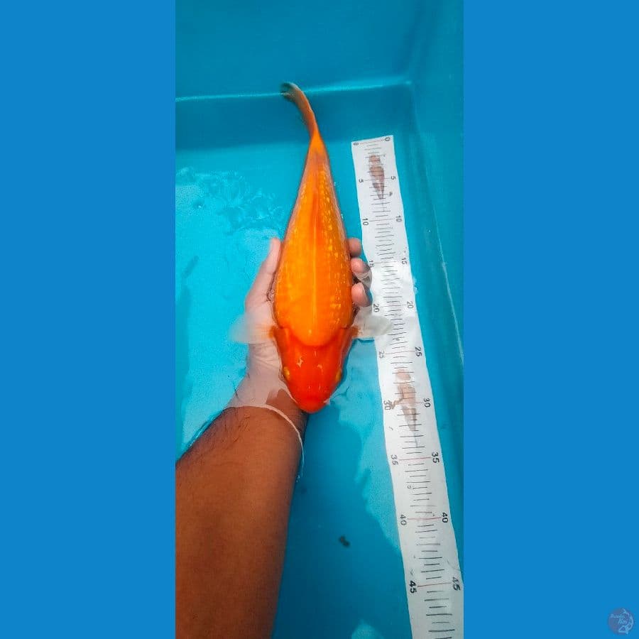 Benigoi Ginrin 31 cm punuk bulky