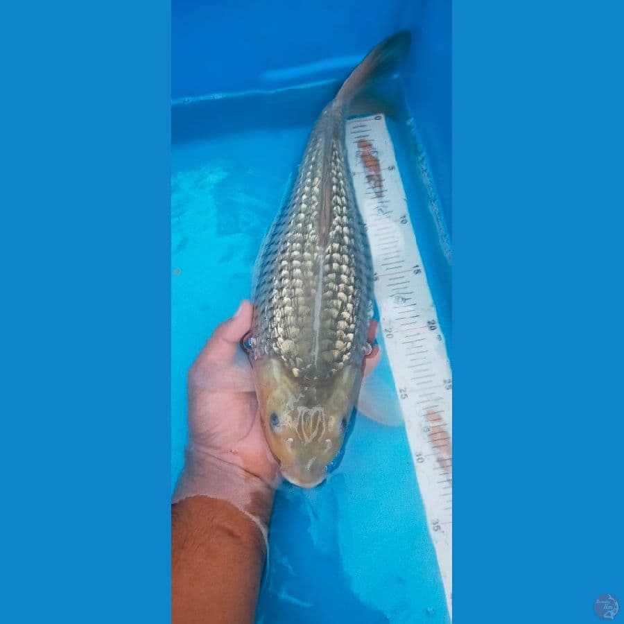 Soragoi Ginrin 37 cm punuk bulky HQ
