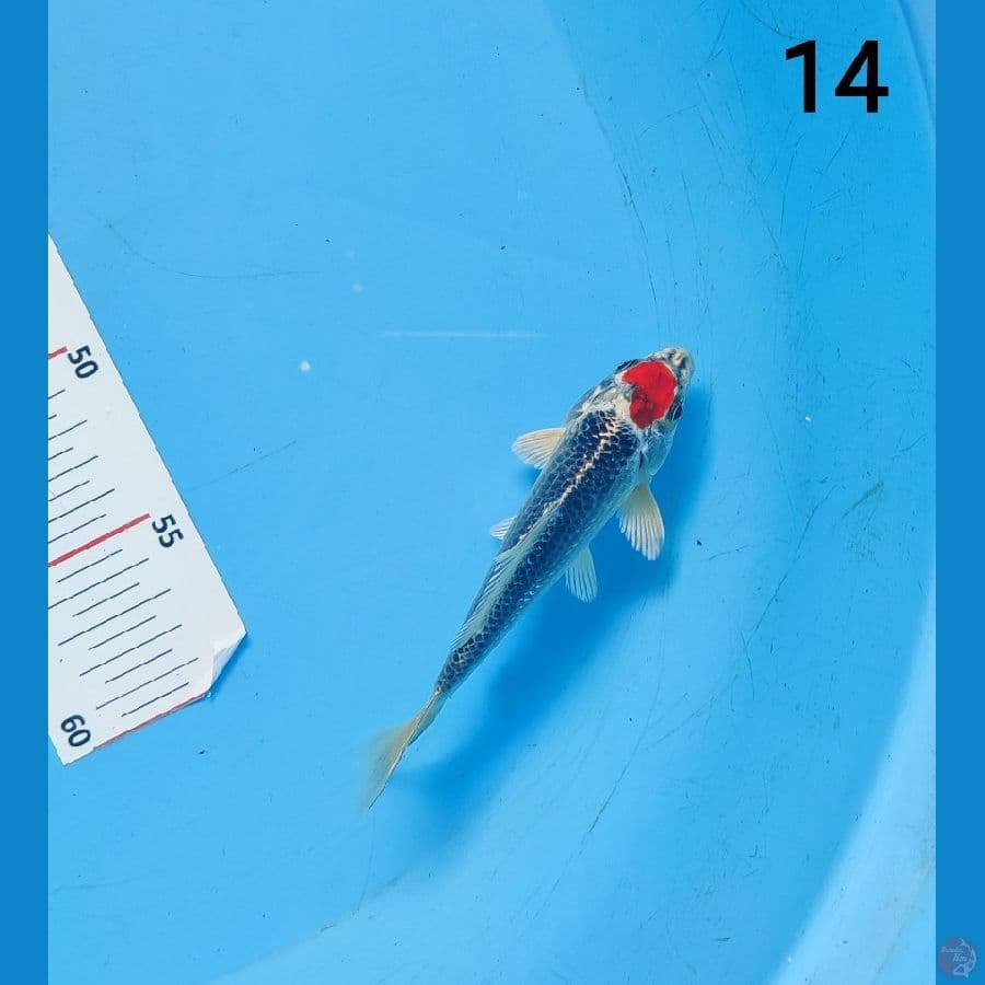 TC KUJAKU 14 cm ARIAKA KOI FARM
