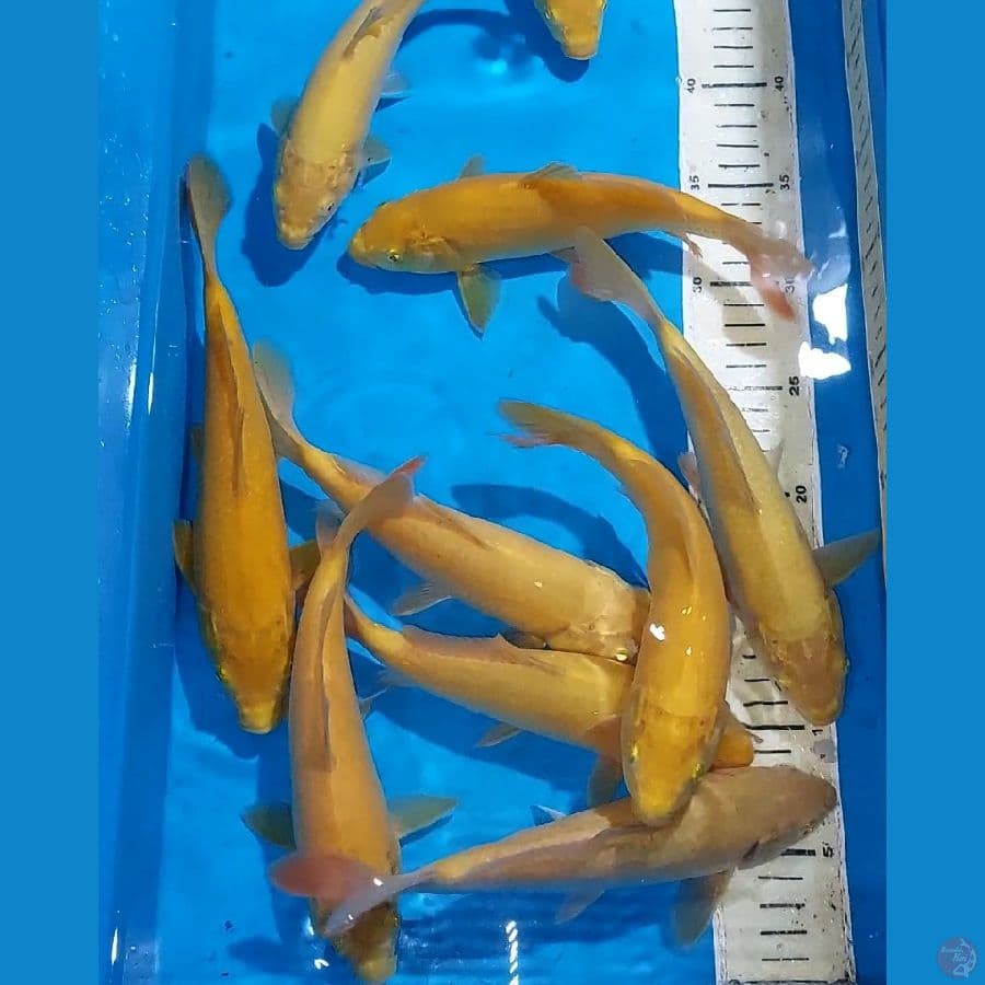 KARASHI 21-24 CM/10 EKOR