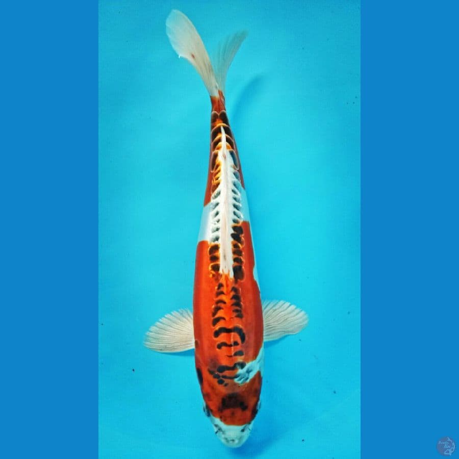 DOITSU KUJAKU 25 cm