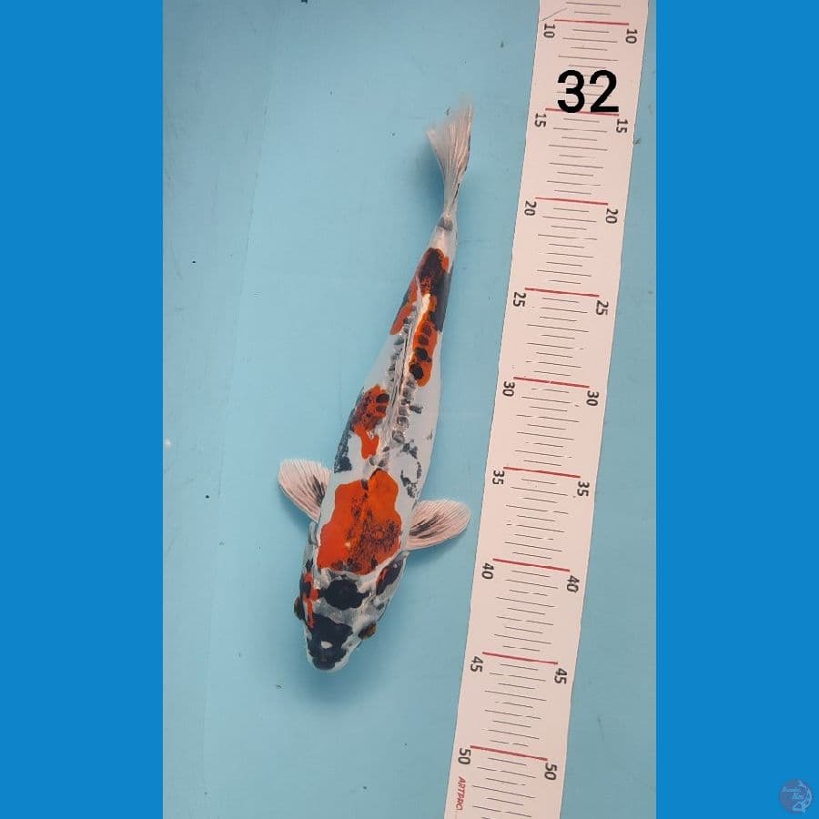 KIKO 32 cm ARIAKA KOI FARM
