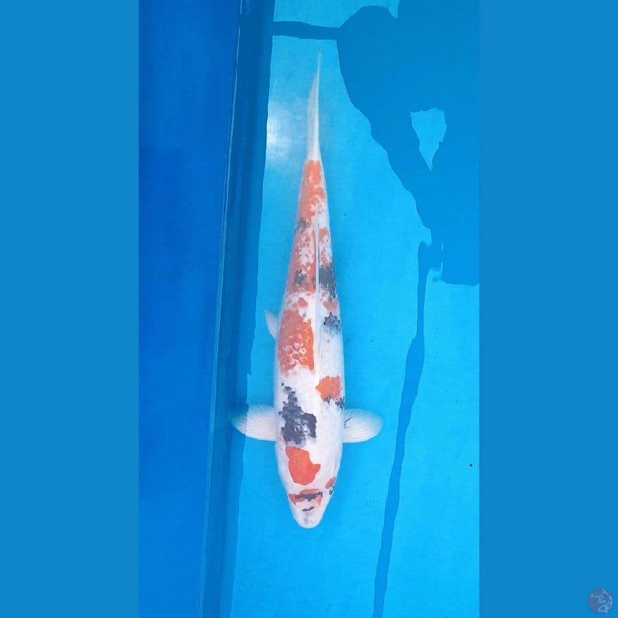 Kanoko Showa Original 46cm