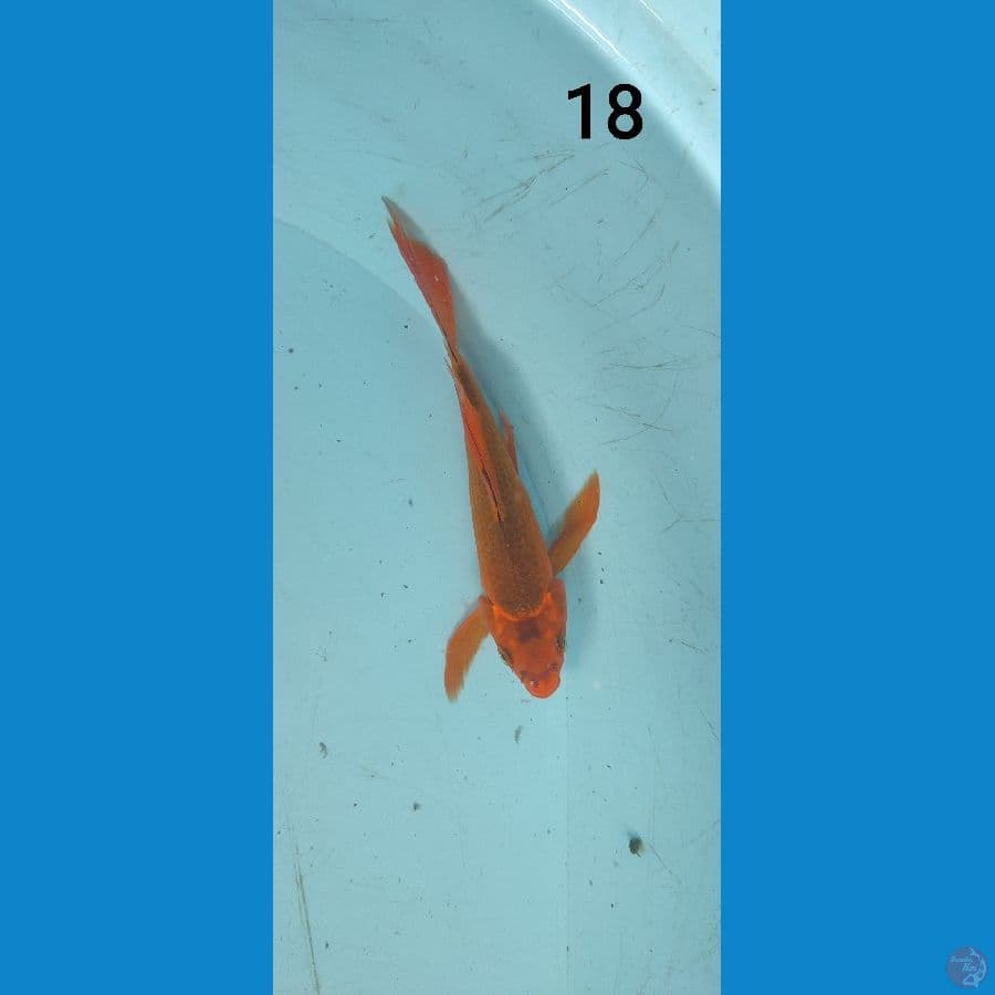 KUMPAY 18 cm ARIAKA KOI FARM