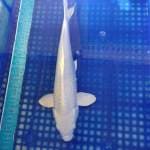 Platinum 36cm