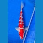 KOHAKU 34cm