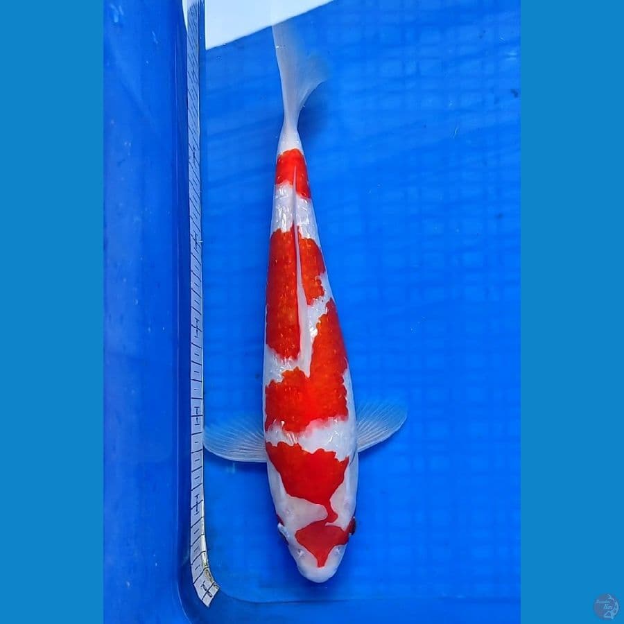 KOHAKU GINRIN 33cm