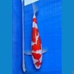 KOHAKU GINRIN 33cm