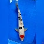 TANCHO SANKE GINRIN 35cm