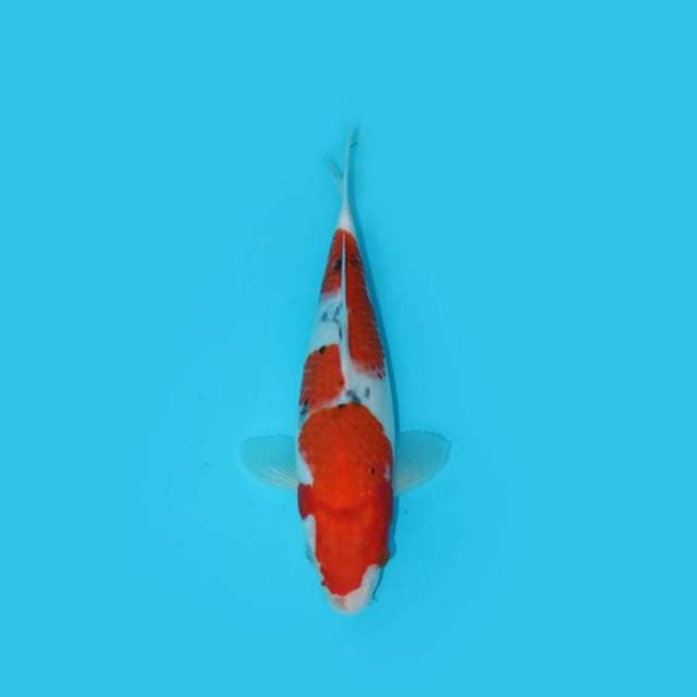 27 cm - SANGKE