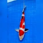 SANKE GINRIN EVOLUTION 33cm