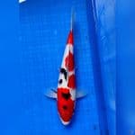 SANKE STRONG 30cm