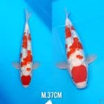 gindrin kohaku oryginal 37cm