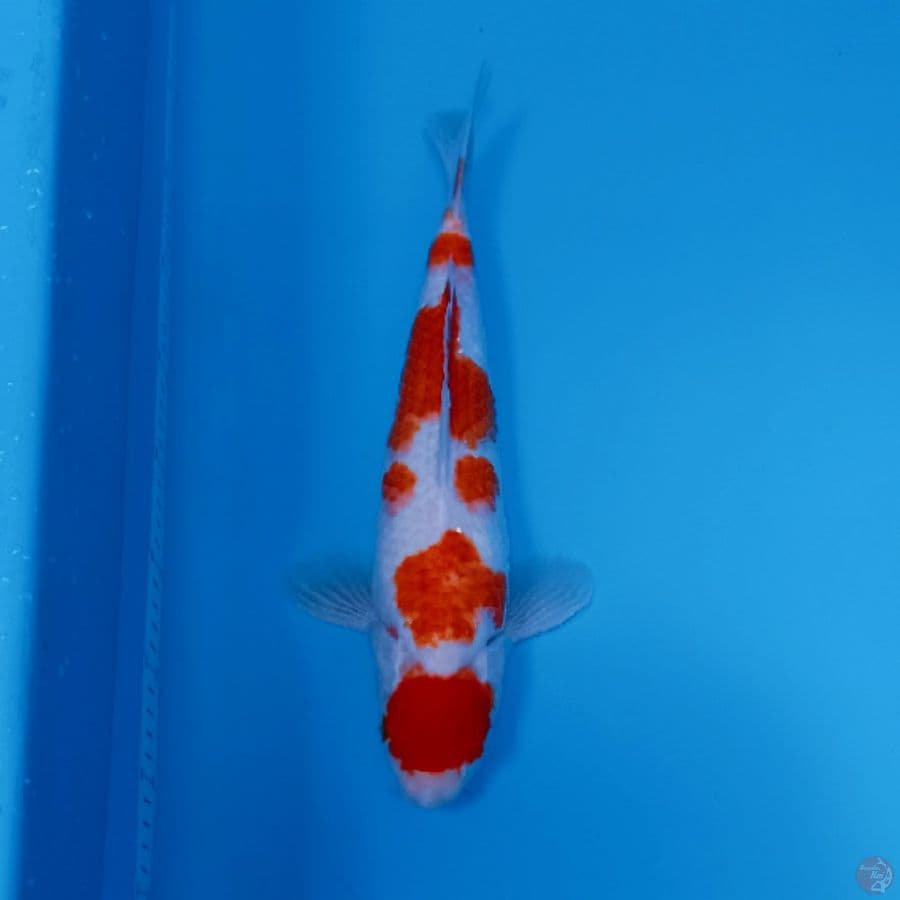 MARUTEN KOHAKU 39CM/F